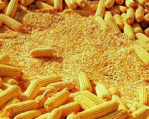 玉米加工的加工工艺是什么?